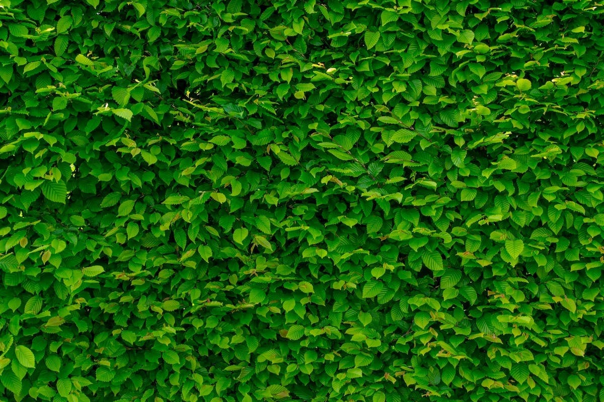 Optimiser les espaces urbains restreints avec les jardins verticaux : une tendance mode en plein essor